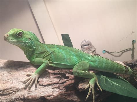 Spike, the Chinese Water Dragon. : r/reptiles