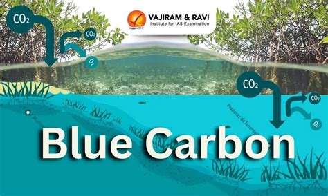 Blue Carbon, Significance, Degradation, Facts