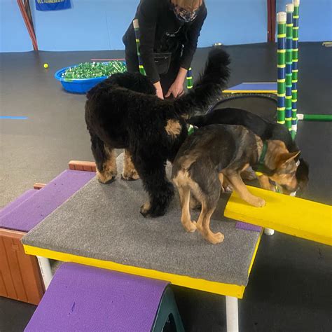 Benefits of Dog Playgroups - Milwaukee Paws Pet Care