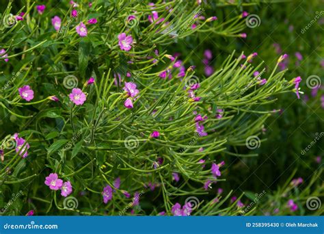 Willow-herb Epilobium Hirsutum during Flowering. Medicinal Plant with ...