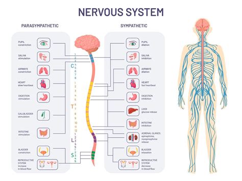 Image result for Somatic Nervous System Function