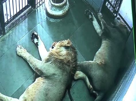 Lioness gives birth to four cubs in Etawah safari
