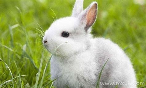 梦见兔子生一窝小兔子是啥意思 - 第一星座网