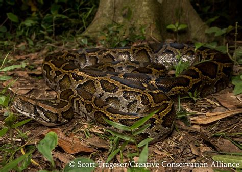 Indian Snakes - Indian Snakebite Initiative