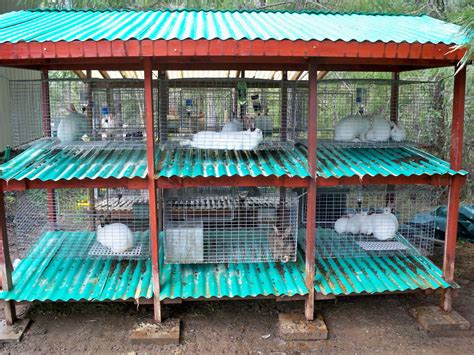 Outdoor Rabbit Cage Large at Randall Harden blog