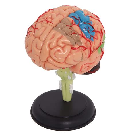Buy 4D Anatomy Brain Model,Structure Anatomy Medical Teaching Model ...
