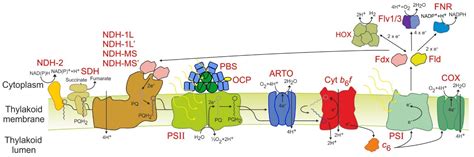 Development of a Biotechnology Platform for the Fast-Growing ...