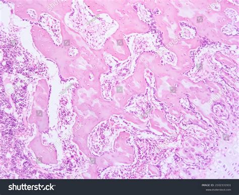 Picture Human Histology Tissue Stock Photo 2102331931 | Shutterstock