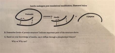 Image result for Post-Translational Modification of Insulin