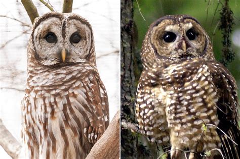 Barred Owls Baseball