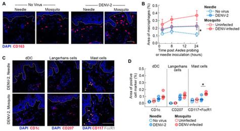 Viruses | Special Issue : Pathogenesis of Arbovirus Infections