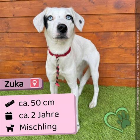 Destiny Jahre 60 cm Slowakei in Hessen | Tiere | Kleinanzeigen