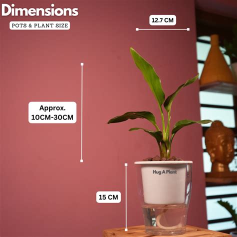 Bird Of Paradise (Strelitzia reginae)- Live Plant (With 5 Inch Self-Wa ...
