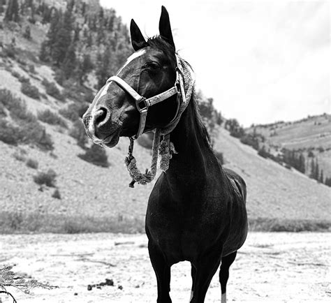 Mules vs. Horses, Rangefinders, & Hippie Yoga - Rokslide