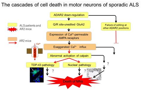 Altered Intracellular Milieu of ADAR2-Deficient Motor Neurons in ...