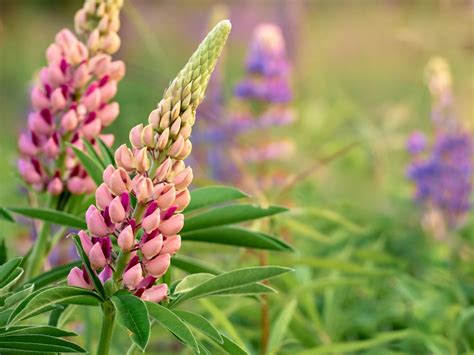 Lupine Care: How to Grow Stunning Lupine Flowers - Pop and Thistle