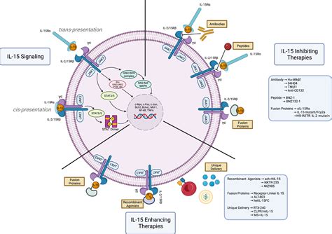 Frontiers | The role of interleukin-15 in the development and treatment of hematological ...