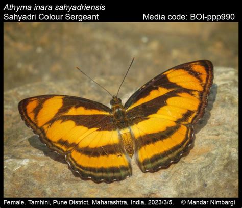 Athyma inara sahyadriensis | Butterfly