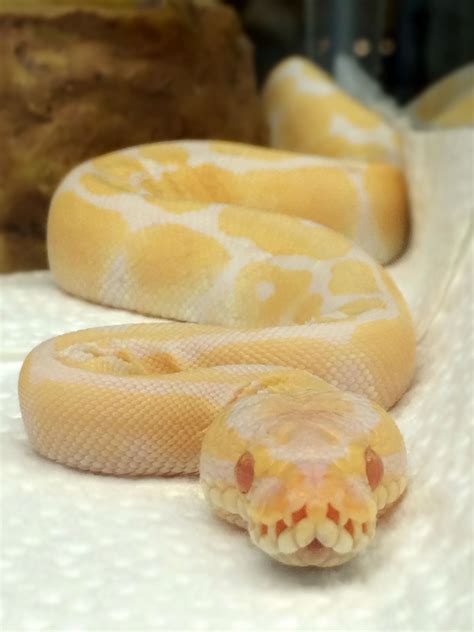 Image result for PetSmart Python