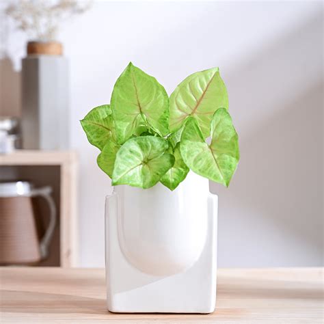 Buy Ugaoo Minimalica Ceramic Planter - White Online in India | Vaaree
