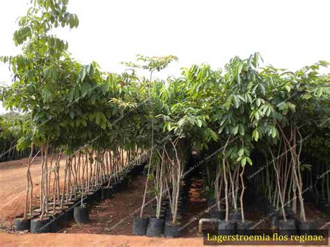 Best Nursery In Kadiyam -Sri Satyanarayana Nursery