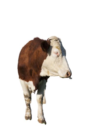 Image result for Cow Using Shapes On Python Turtle