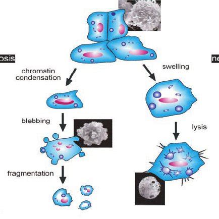 Image result for Cell Death Programed