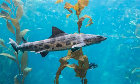 The 10 Biggest Sharks in Washington State (And Puget Sound) - A-Z Animals