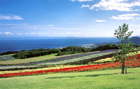 Image result for Python PDF Form Filling