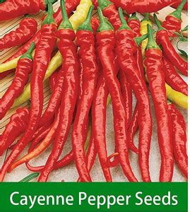 Biosnyg ™NDIR-351 Cayenne Chilli Seed Price in India - Buy Biosnyg ...