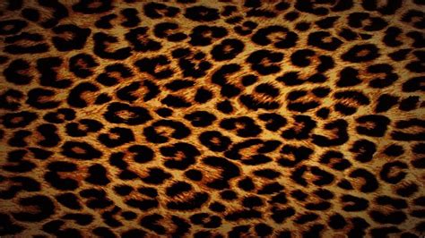 Leopard Print Wallpapers - Top Free Leopard Print Backgrounds ...