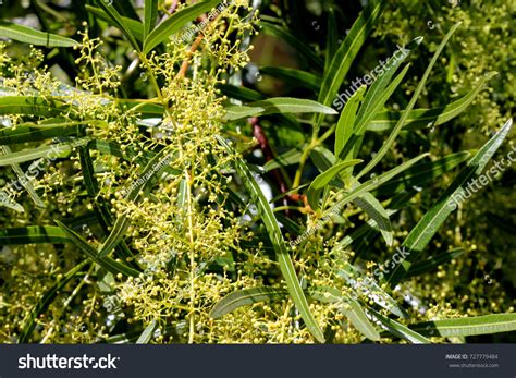 34 Rhus Lance Images, Stock Photos & Vectors | Shutterstock
