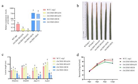 Transcriptome Analysis Reveals the Role of OsCBM1 in Rice Defense ...