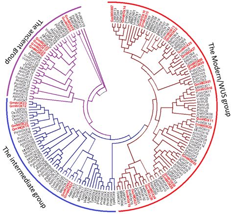 Genome-Wide Analysis of the WOX Gene Family and Function Exploration of ...