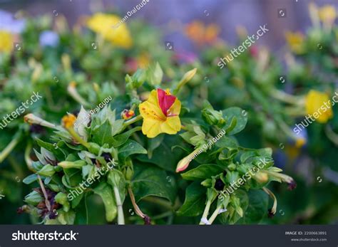 Four Oclock Plant Marvel Peru Mirabilis Stock Photo 2200663891 ...