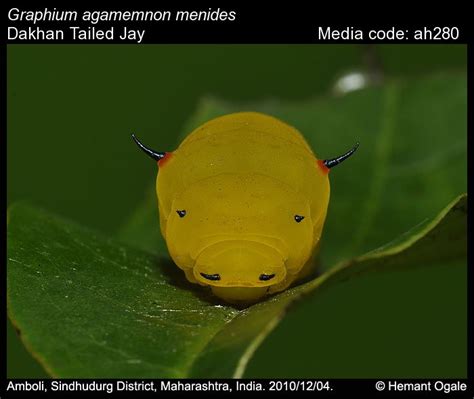 Graphium agamemnon | Butterfly