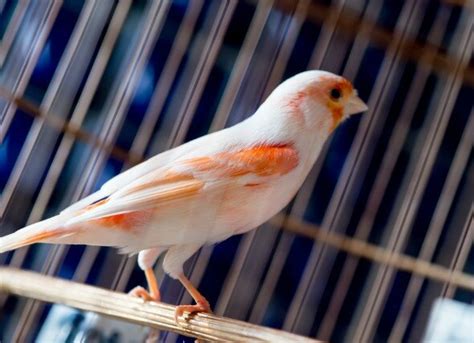 Heavy Metal Poisoning in Birds | PetMD