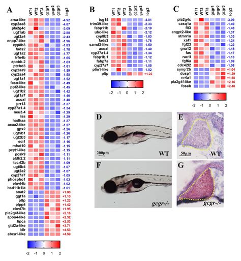 Global Transcriptomic Analysis of Zebrafish Glucagon Receptor Mutant ...
