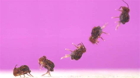 Image result for Springtail Jump