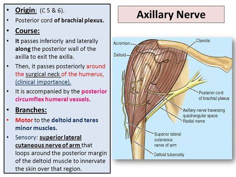 Image result for Axillary Abscess