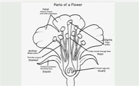 what is the location of nectaries - Brainly.in