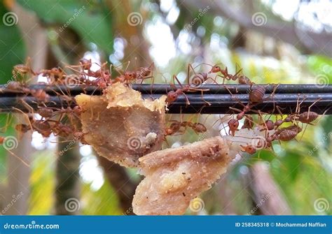 The Large Red Ant that Brings Its Hunt Stock Photo - Image of high ...