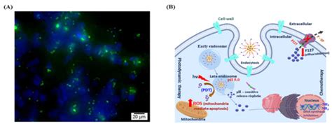 Nanomaterials | Special Issue : Micro- and Nanostructured Biomaterials ...