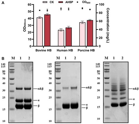 Efficient Secretory Expression for Mammalian Hemoglobins in Pichia pastoris