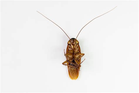 Cockroach Domain 的图像结果