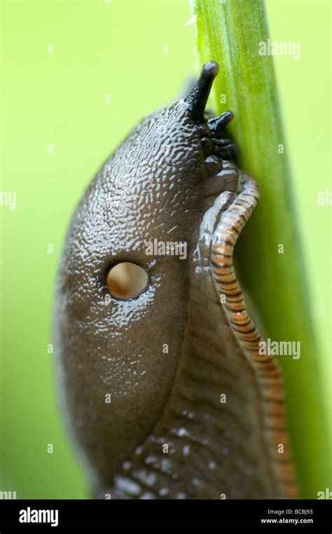 Image result for Exploding Slug Slow Motion