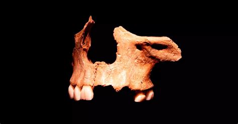 Extreme diets Cannibalism, or clickbait for paleoanthropology