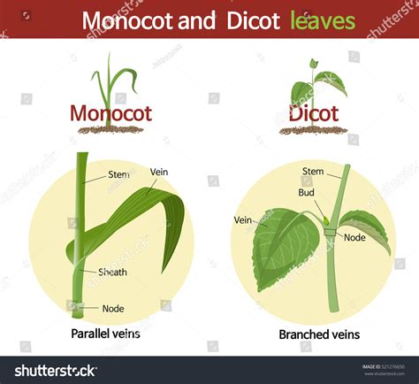 Dicot Vs Monocot