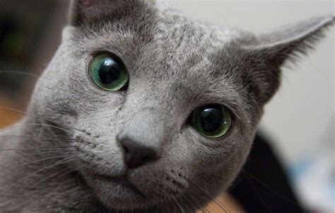 Russian Blue Cat Wallpapers - Top Free Russian Blue Cat Backgrounds ...
