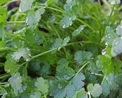 Pest management in Coriander – Khethari